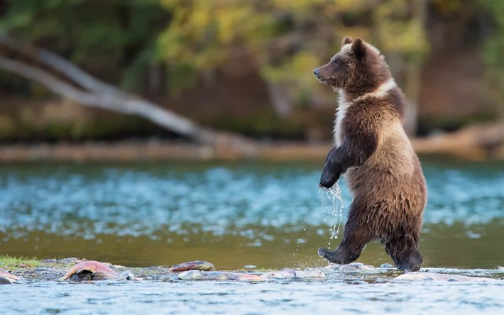 grizzly, laxfiske, björn, flod