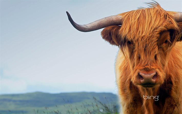 scottish cow, isle of skye, scotland