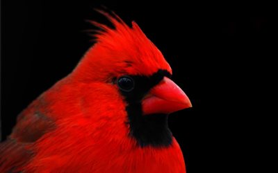 लाल कार्डिनल, पक्षी, cardinalis cardinalis, सुंदर पक्षियों