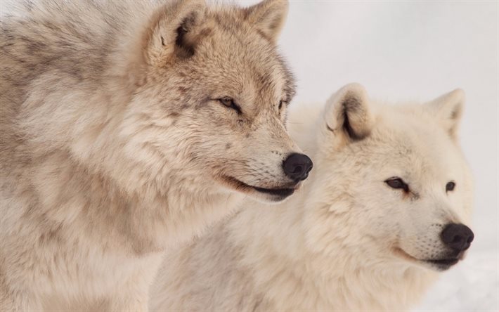 화이트 늑대, 늑대, 겨울, 막, 사진