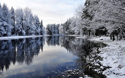 vinter, sjön, snöig skog, snö