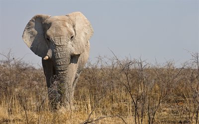 stor elefant, grå elefant, den afrikanska elefanten, savann