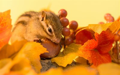 चीपमक, शरद ऋतु, फोटो के chipmunks, गिलहरी