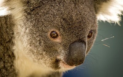 marsupial animal, koala, l'ours
