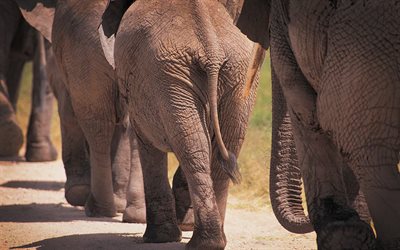 des éléphants, des photos, afrique