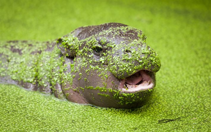 pygmy hippo, swamp