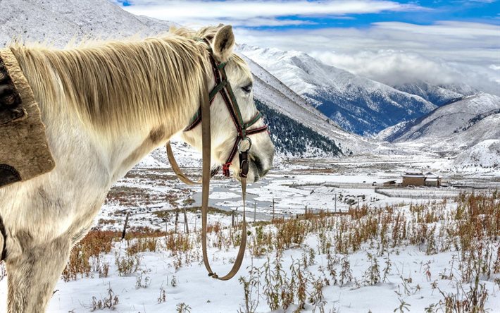 white horse, winter, mountains