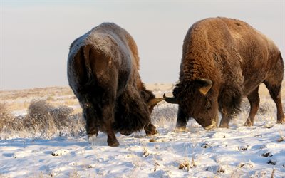 de vida silvestre, el bisonte, el grueso nature