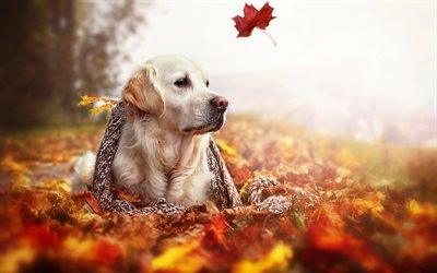 l'automne, un chien, un golden retriever, beaux chiens