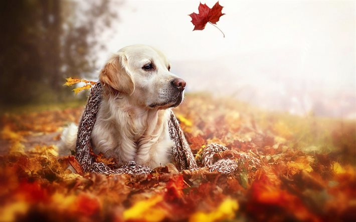 秋, 犬, ゴールデンレトリーバー, 美しい犬