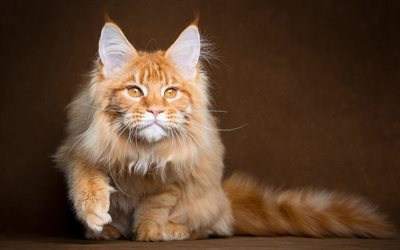 maine coon, red cat, photo