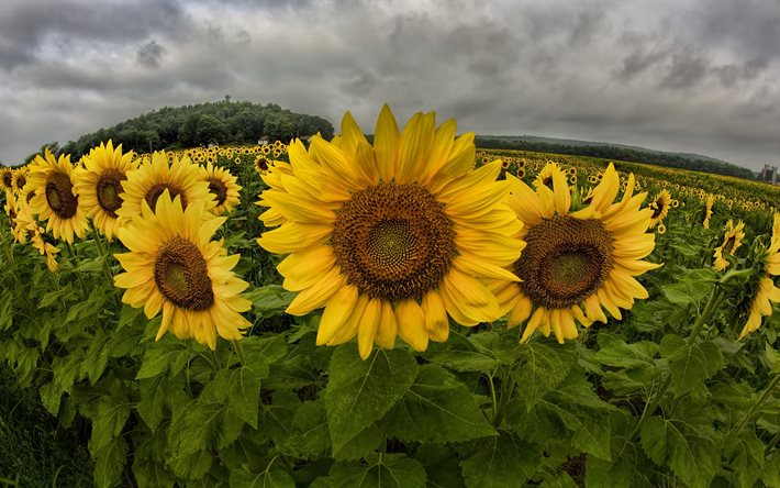 young sunflowers, photo of sunflowers