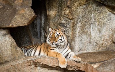 the amur tiger, tigers, predators