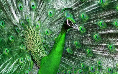 peacock tail, green peacock, peacock, feathers