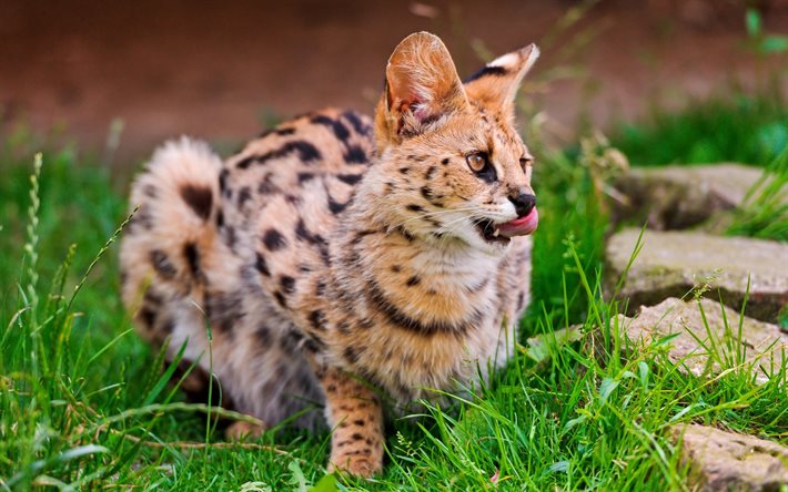photo, predatory animals, serval, wild cats