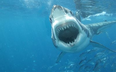 mouth, shark, predators, underwater world