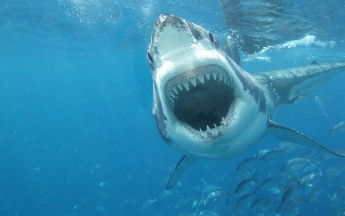 शार्क, शिकारियों, पानी के नीचे दुनिया