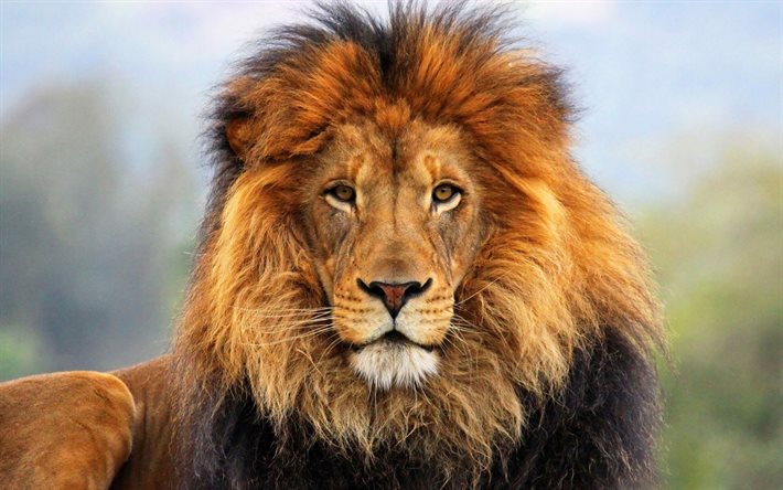 petojen kuningas, leijona, valokuva, leijonat
