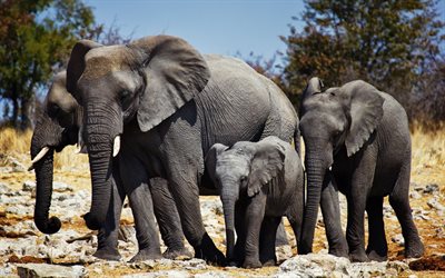 family of elephants, elephants, africa