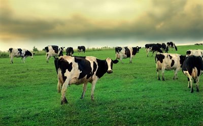 المراعي, الأبقار, الصورة من الأبقار, korovi