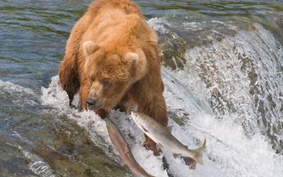 熊, 釣り, 川