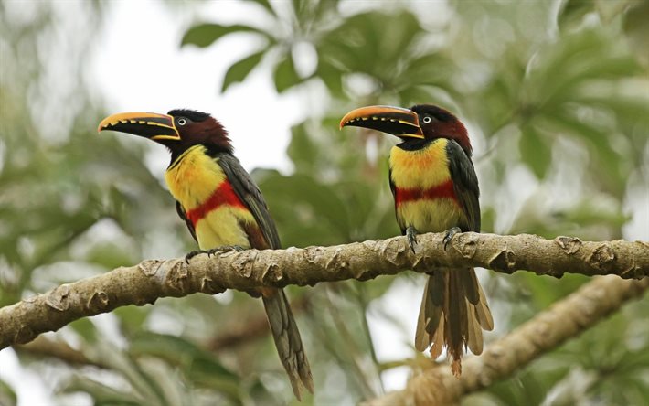 a pair of toucans, toucan, birds, beautiful birds