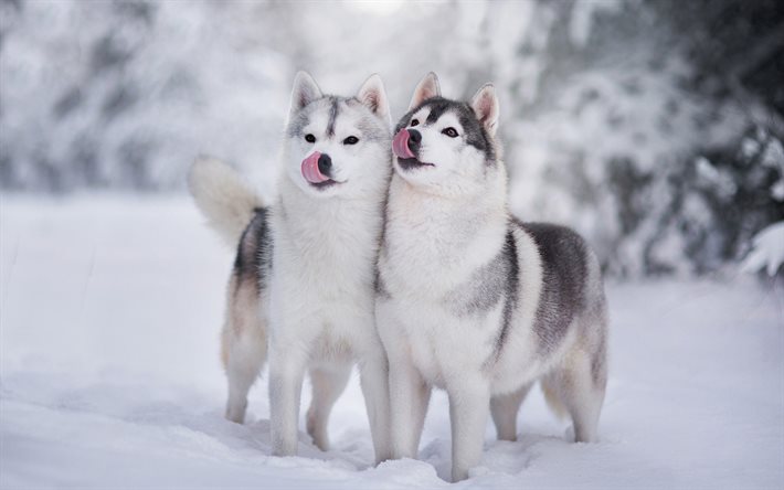 husky, cachorros, inverno, neve
