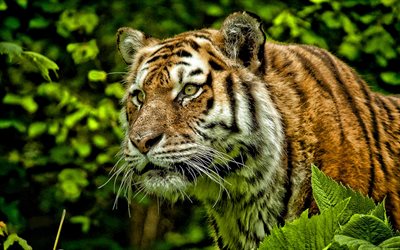 tiger, wildlife, wild cat, dangerous animals, tigers, Asia, tiger look, predator