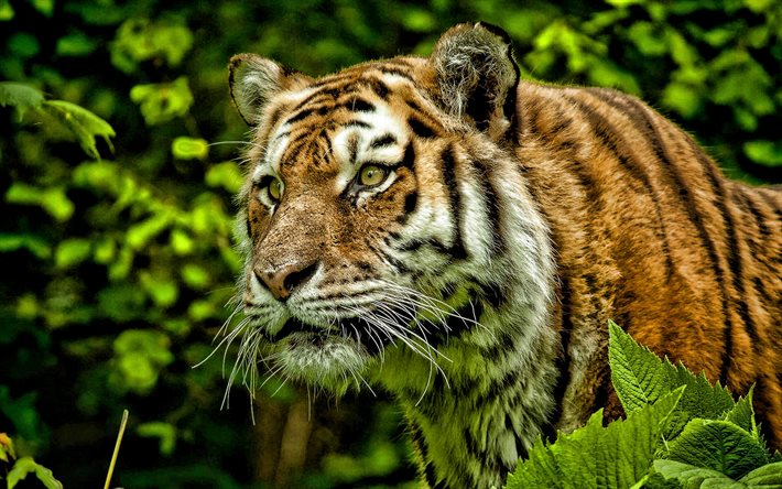 tiikeri, villieläimiä, villi kissa, vaarallisia eläimiä, tiikerit, aasia, tiikerin ilme, saalistaja