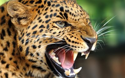 leopard, anger, predators, wildlife
