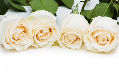 सफेद गुलाब के फूल, कलियों, फूलों का
