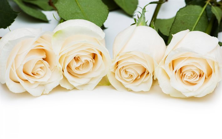 des roses blanches, des bourgeons, bouquet
