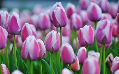 les fleurs sauvages, les tulipes, le champ de fleurs, tulipes roses, Hollande