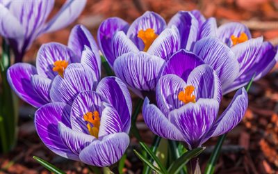 crocus, primavera, fiori di primavera, fiori viola