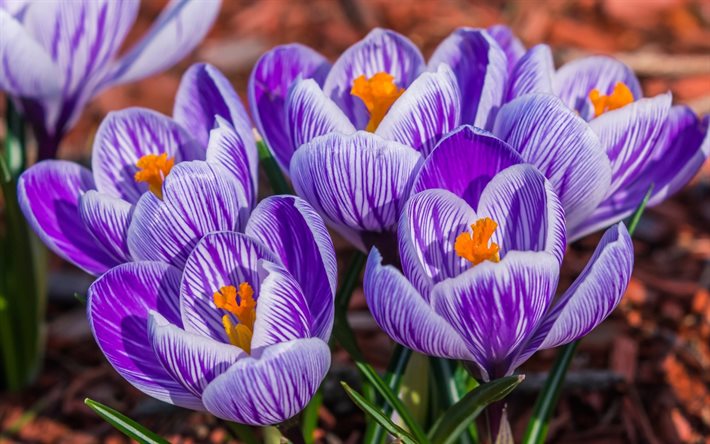 crocus, frühjahr, frühling, blumen, lila blumen