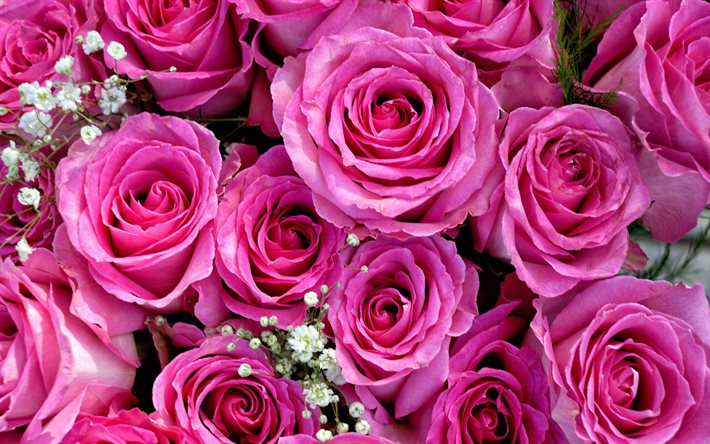 rosas, rosas de color rosa, las yemas, ramo de rosas, gypsophila