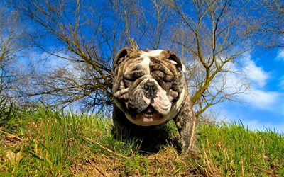 französische bulldogge, hund, niedlich, tiere, haustiere