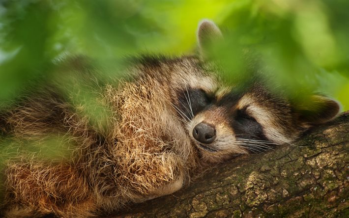 raccoon, sleep, tree, wildlife