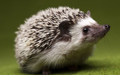 hedgehog, close-up, blurred