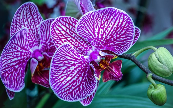 orkideler, tropik çiçekler, pembe orkide