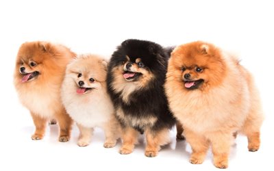 cães, quatro cães, animais fofos, pomeranian spitz, cachorro fofo, spitz, filhotes de pomeranian
