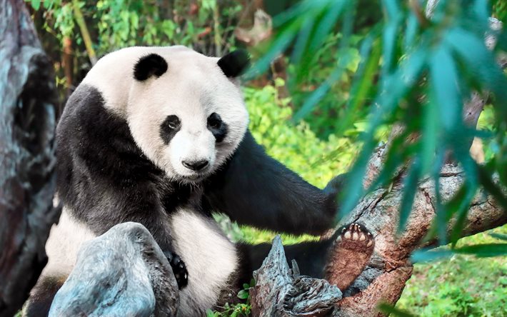 باندا ضخمة, 4k, الحيوانات البرية, حيوانات لطيفة, الباندا العملاقة melanoleuca, غابة, دب الباندا, خوخه, الباندا, الصين