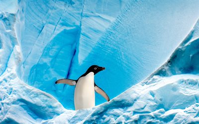 adelie penguin, 4k, villieläimet, pygoscelis adeliae, jäätiköt, pingviinit, yksinäinen pingviini, etelämanner