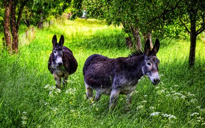 two donkeys, wildlife, forest, funny animals, Equus asinus, donkeys, summer