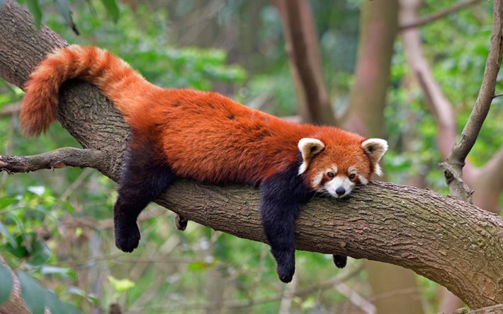 4k, लाल पांडा झूठ बोल रहा है, वन्यजीव, चीन, पेड़ पर पांडा, प्यारा जानवर, लाल पांडा, ऐलुरस फुलगेन्स, स्तनधारियों