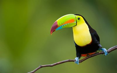 toucan, faune, oiseaux exotiques, bokeh, ramphastidae, toucan sur branche, oiseaux colorés, photos avec des oiseaux, oiseau sur branche