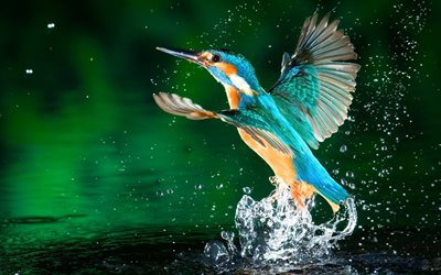 kingfisher, su damlaları, egzotik kuşlar, bokeh, alcedinidae, yaban hayatı, mavi kuşlar, kuşlarla resimler