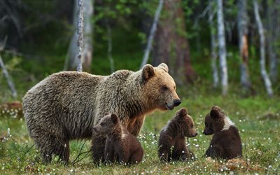bear, cubs, cute animals, lawn
