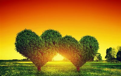 árvore do coração, pôr do sol, verão, amor, campo