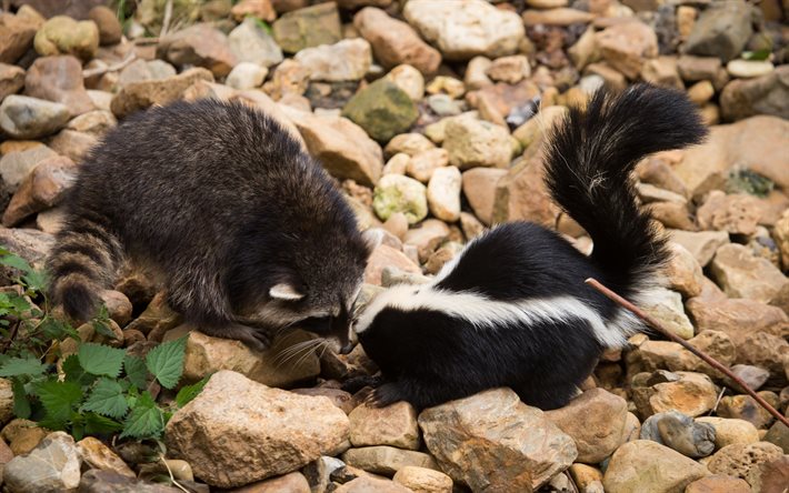 raccoon, skunk, tarini, friends, animals